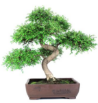 BONSAI 24 ANOS ZELKOVA PARVIFOLIA.png