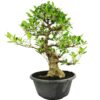 BONSAI 25 ANOS FICUS RETUSA.jpg