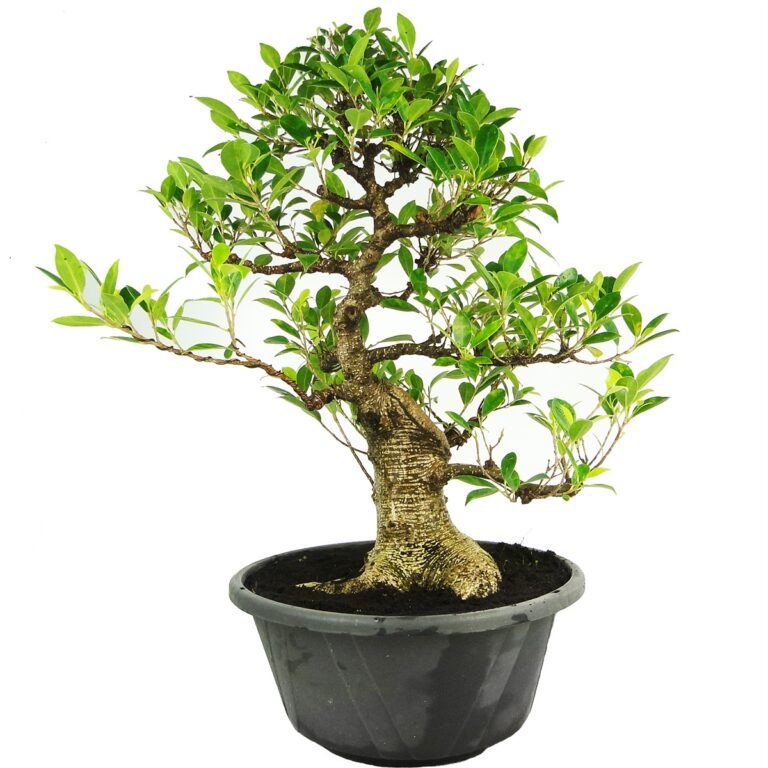 BONSAI 25 ANOS FICUS RETUSA.jpg