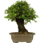 BONSAI 25 ANOS ZELKOVA PARVIFOLIA.jpg