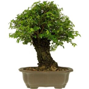 BONSAI 25 ANOS ZELKOVA PARVIFOLIA.jpg