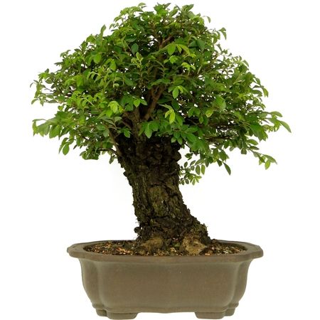 BONSAI 25 ANOS ZELKOVA PARVIFOLIA.jpg