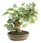 BONSAI 26 ANOS FICUS CARICA.jpg