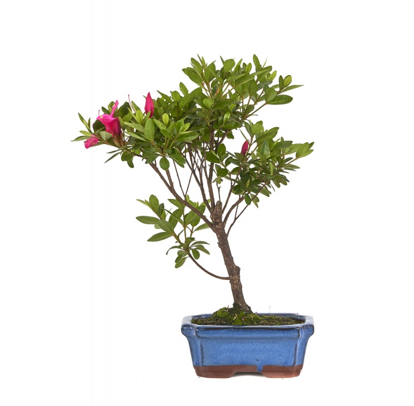 BONSAI 6 ANOS RHODODENDRON.jpg