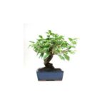 BONSAI 8 ANOS PRUNUS.jpg