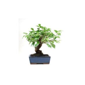 BONSAI 8 ANOS PRUNUS.jpg