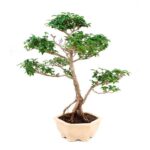 Bonsai 09 anos Ligustrum sp. Indonesia 2.jpg