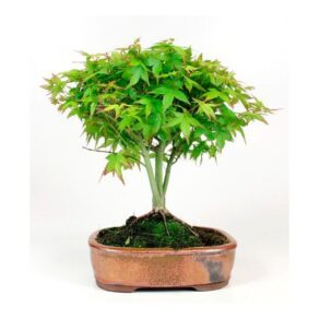 Bonsai 10 anos Acer palmatum.jpg