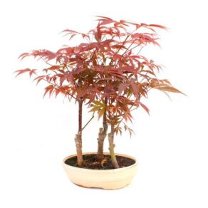 Bonsai 10 anos Acer palmatum atropurpureum.jpg