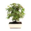 Bonsai 10 anos Acer palmatum deshojo.jpg