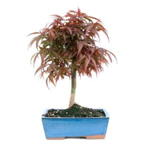 Bonsai 10 anos Acer palmatum shaina.jpg