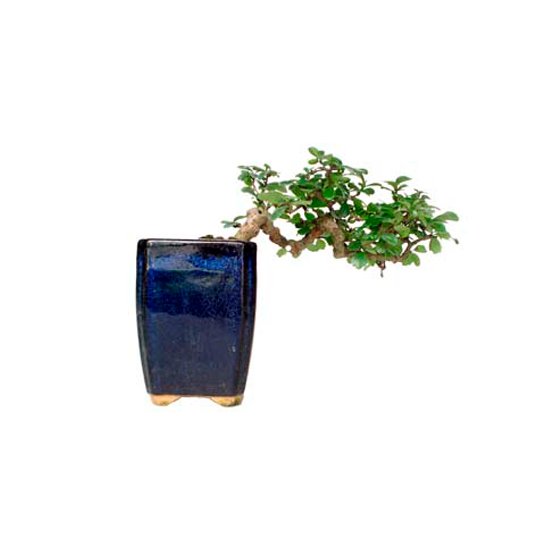 Bonsai 10 anos Carmona Microphylla 1.jpg