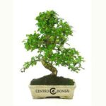 Bonsai 10 anos Carmona microphylla.jpg