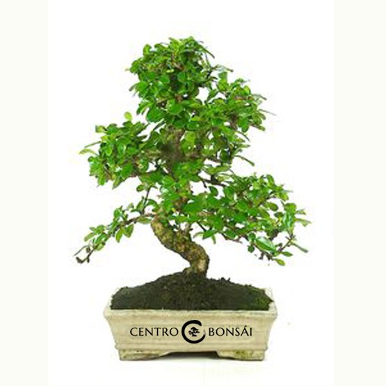 Bonsai 10 anos Carmona microphylla.jpg