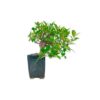 Bonsai 10 anos Ficus Retusa.jpg