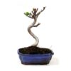Bonsai 10 anos Ficus carica.jpg