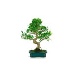 Bonsai 10 anos Ficus retusa de China.jpg