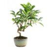 Bonsai 10 anos Forsythia sp.jpg