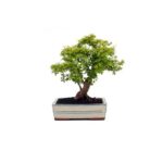 Bonsai 10 anos Ligustrum aurea.jpg