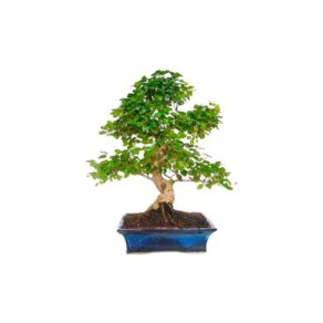Bonsai 10 anos Ligustrum sp. Chino.jpg