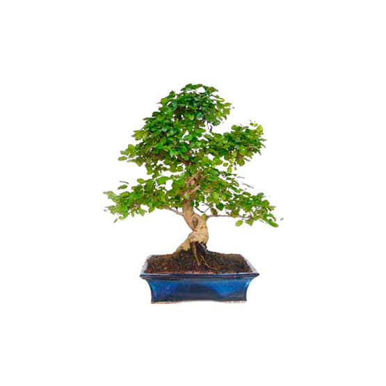 Bonsai 10 anos Ligustrum sp. Chino.jpg