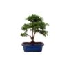 Bonsai 10 anos Ligustrum sp. Indonesia.jpg