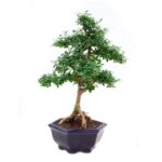Bonsai 10 anos Ligustrum sp. Indonesia 2.jpg
