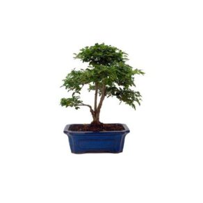 Bonsai 10 anos Ligustrum sp. Indonesia.jpg