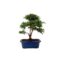 Bonsai 10 anos Ligustrum sp. Indonesia.jpg