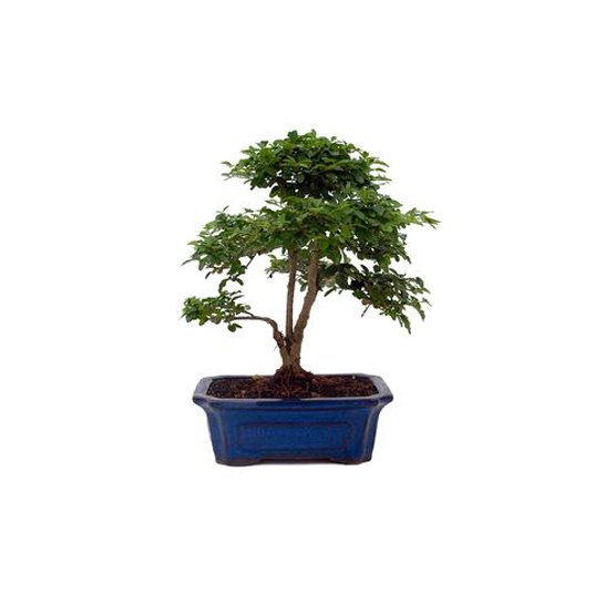 Bonsai 10 anos Ligustrum sp. Indonesia.jpg