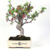 Bonsai 10 anos Malus sp.jpg