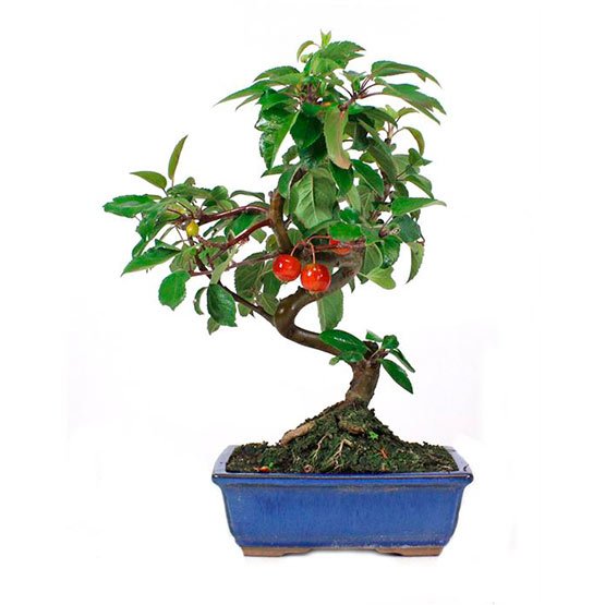 Bonsai 10 anos Malus sp. ZP E.jpg