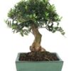 Bonsai 10 anos Olea europaea.jpg