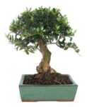 Bonsai 10 anos Olea europaea.jpg