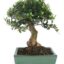 Bonsai 10 anos Olea europaea.jpg
