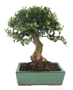 Bonsai 10 anos Olea europaea.jpg