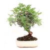 Bonsai 10 anos Pistacia lentiscus.jpg