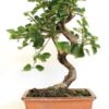Bonsai 10 anos Prunus mahaleb.jpg