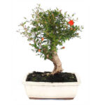 Bonsai 10 anos Punica granatum.jpg