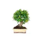Bonsai 10 anos Pyracantha sp. ZP E.jpg