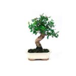 Bonsai 10 anos Quercus suber.jpg