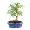Bonsai 10 anos Vitex sp.jpg