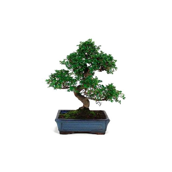 Bonsai 10 anos Zelkova Parvifolia.jpg