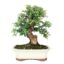 Bonsai 12 anos Cotoneaster sp. ZP E.jpg