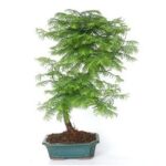 Bonsai 12 anos Metesequoia 1.jpeg