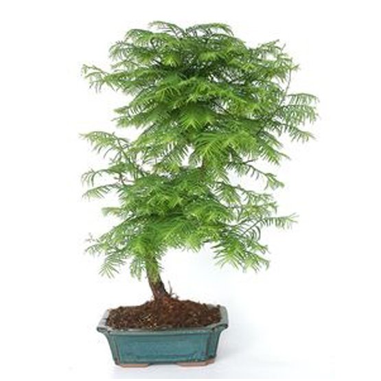 Bonsai 12 anos Metesequoia 1.jpeg