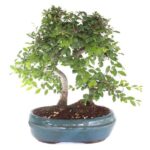 Bonsai 12 anos Zelkova Parvifolia.jpg