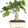 Bonsai 13 anos Ficus Carica 1.jpg