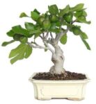 Bonsai 13 anos Ficus Carica 1.jpg