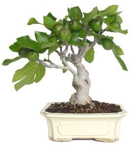 Bonsai 13 anos Ficus Carica 1.jpg